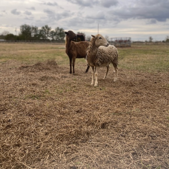 📖🪴Spring Is in the Air🪴Bookmark 🐾🌻 - Picture 8 of 16